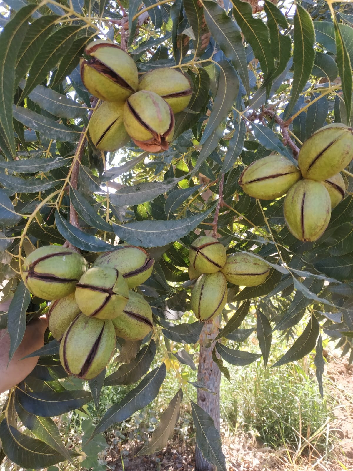 Bizden Görüntüler